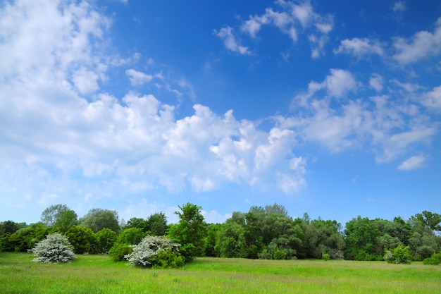 Piękny sceniczny widok zieleni drzewa w polu