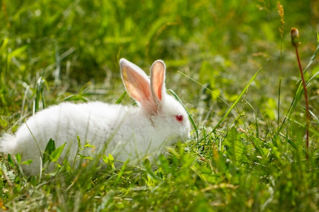 piękny śliczny biały królik na naturalnym zielonym tle