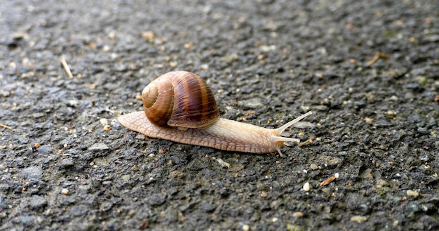 Piękny Ślimak na drodze