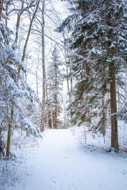 Zdjęcie piękny śnieżny las w pochmurny dzień zimowy krajobraz północnej europy
