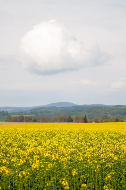 piękny spokojny krajobraz. Pola, niebo, chmury. drzewo, krowa