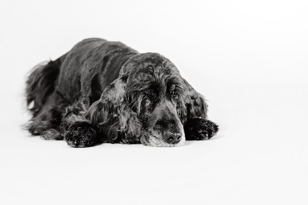 Piękny stary siwowłosy czarny spaniel pies leżący na białym tle na białym tle