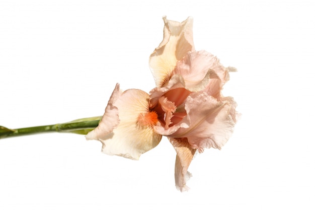 Piękny stubarwny irysowy kwiat odizolowywający w bielu.