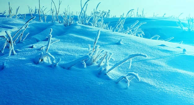 Piękny świąteczny Krajobraz ± Zimowy Krajobraz Z Sosnowym Lasem Nadmorskich Wydm