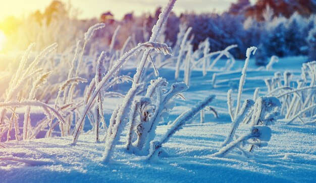Piękny świąteczny krajobraz ± zimowy krajobraz z sosnowym lasem