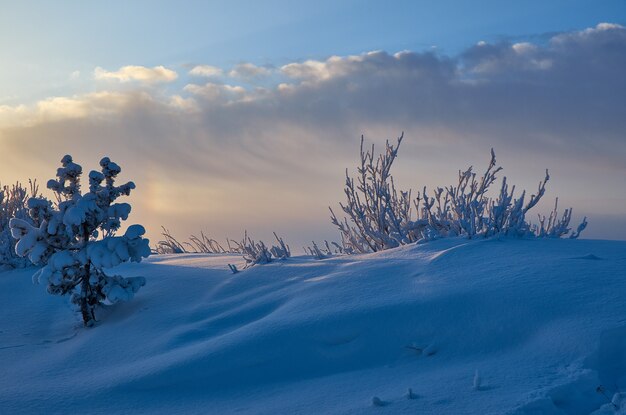 Piękny świąteczny krajobraz, zimowy las sosnowy nadmorskie wydmy