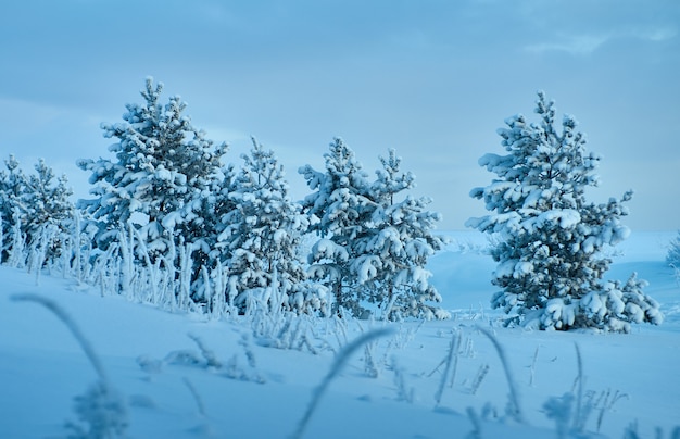 Piękny świąteczny krajobraz, zimowy las sosnowy nadmorskie wydmy