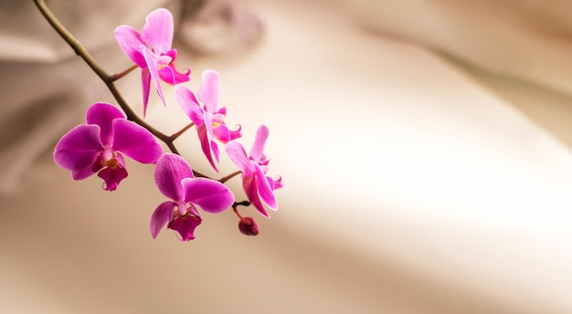 Piękny świeży kwiat orchidei z bliska kopia przestrzeń Kwiatowe tło