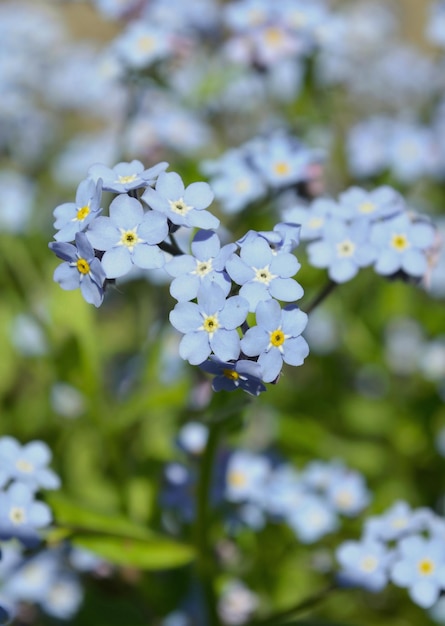 Zdjęcie piękny świeży niebieski kwiat zapomnij zamknij widok zapomnij kwiaty w tle