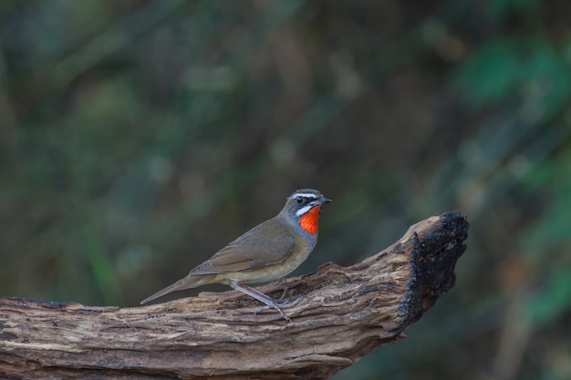 Piękny Syberyjski Rubythroat ptak w natury Tajlandia (Calliope calliope)