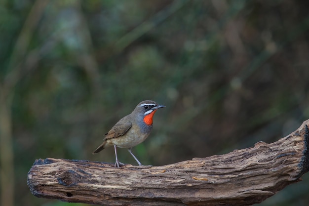 Piękny Syberyjski Rubythroat ptak w natury Tajlandia (Calliope calliope)