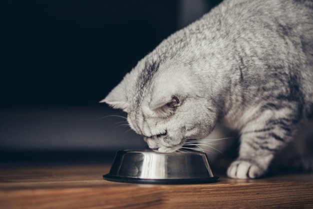 Piękny szary brytyjski kot jedzący na metalowej misce Słodkie zwierzę domowe