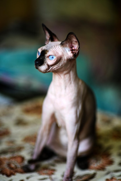 Piękny szary kot sfinks