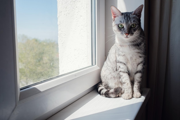 Piękny szary kot siedzący na parapecie i patrzący w okno