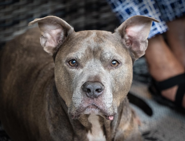 Piękny szary Pitbull w pobliżu ludzkich stóp na niewyraźnym tle