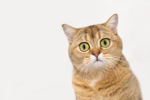 Piękny szkocki prosty kot z dużymi oczami patrzy w obiektyw Zbliżenie Nieostrość