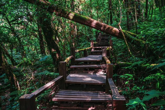 Piękny szlak dżungli lasów tropikalnych, Ang Ka Luang Nature Trail