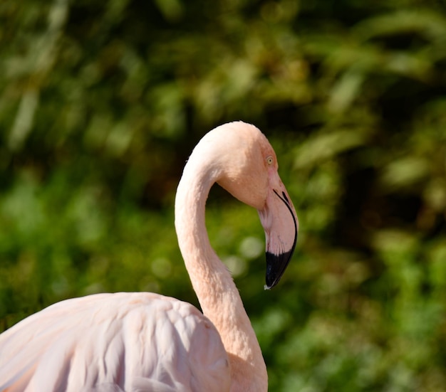 Piękny taniec flamingów i cieszenie się latem