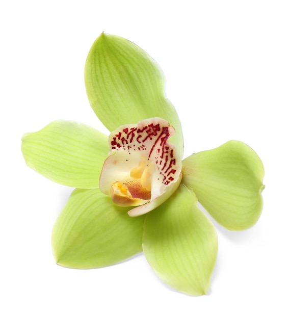 Piękny tropikalny kwiat orchidei na białym tle