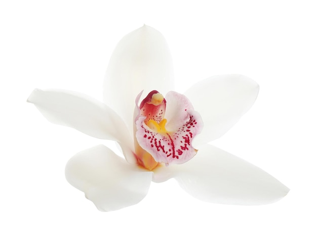 Piękny tropikalny kwiat orchidei na białym tle