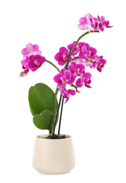 Piękny tropikalny kwiat orchidei w garnku na białym tle