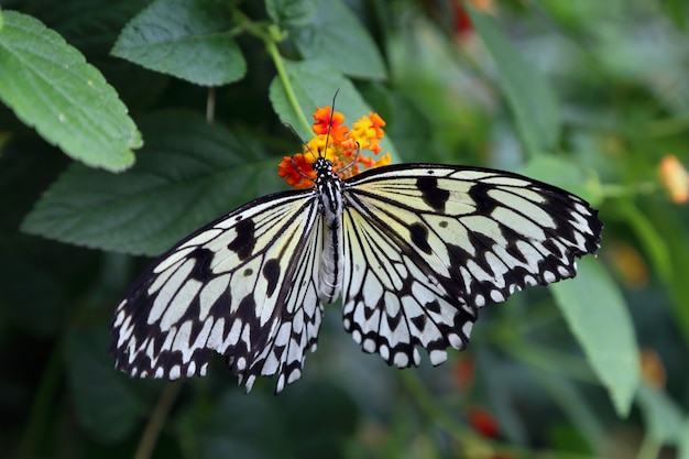 Zdjęcie piękny tropikalny motyl na zamazanym natury tle