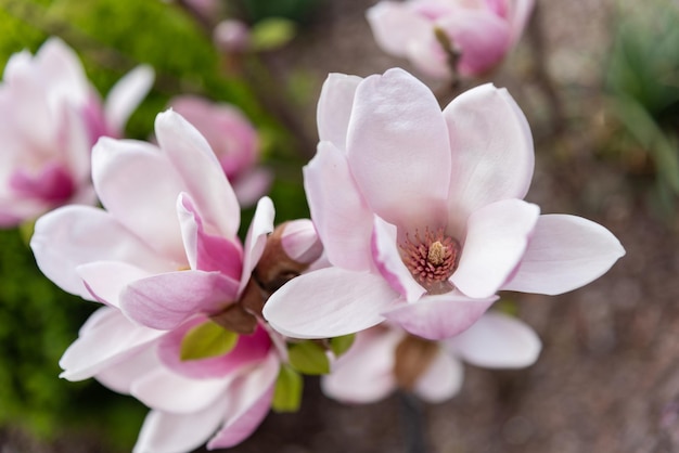 Piękny tulipan magnolii kwitnie różowy kwiat magnolii z kwiatami w kształcie tulipana w wiosennym ogrodzie