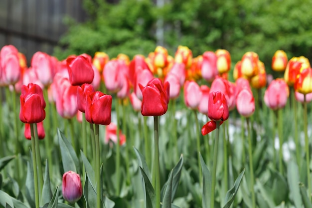 Piękny tulipan na łące Pączek kwiatowy wiosną w słońcu Kwietnik z kwiatami wielobarwne kwitnące tulipany biało-żółte i pomarańczowe na polu