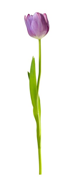 Piękny tulipan wyizolowany na białym