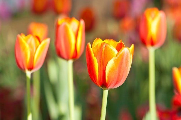 piękny tulipan