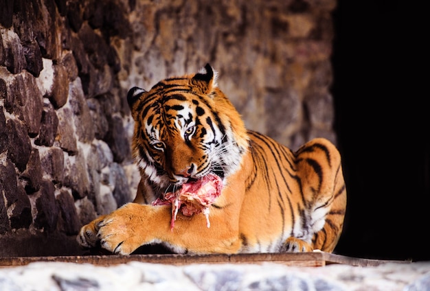 Piękny tygrys amurski jedzący kawałek mięsa. Niebezpieczne dzikie zwierzę