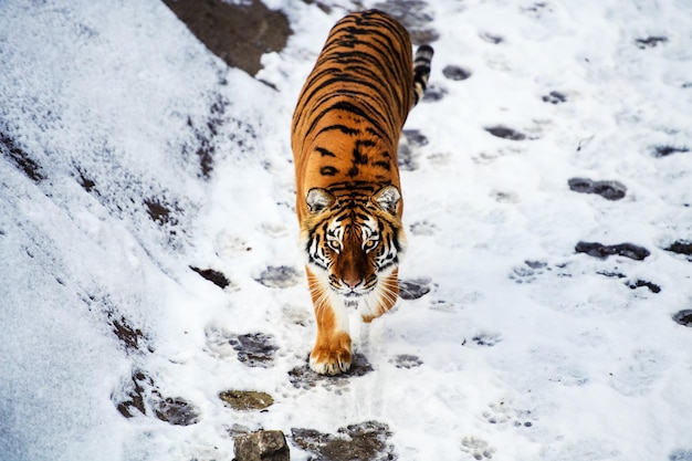 Piękny tygrys amurski na śniegu Tygrys w zimowym lesie