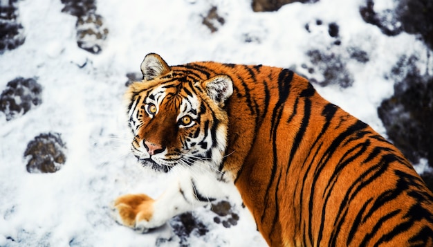 Piękny tygrys amurski na śniegu. Tygrys zimą. Scena dzikiej przyrody z niebezpiecznym zwierzęciem.