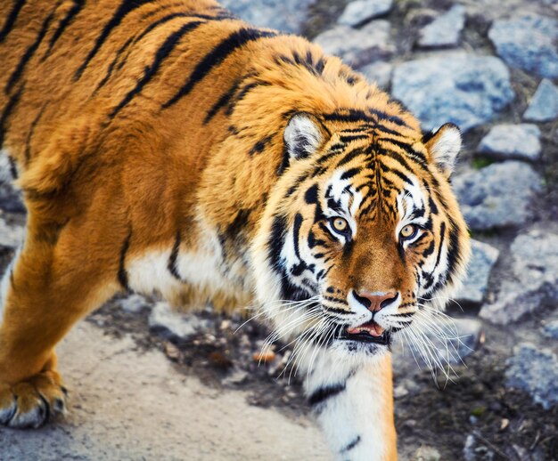 Piękny tygrys amurski