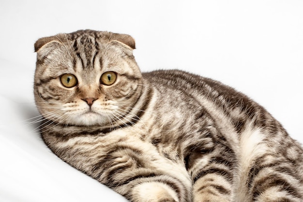 Piękny uroczy rasowy kot Scottish Fold wygląda na zaskoczonego na białym tle