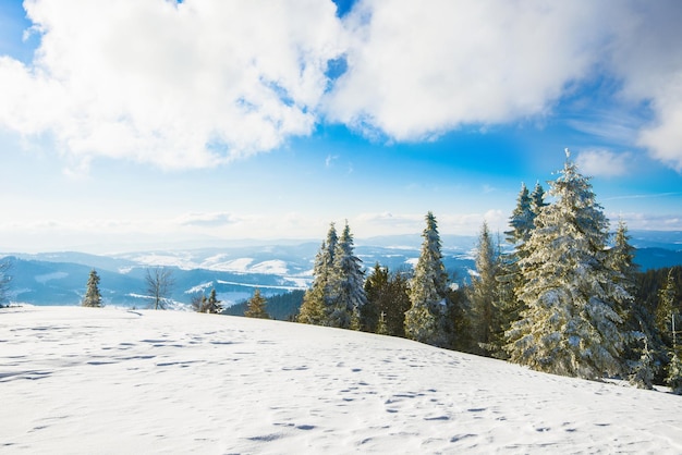 Piękny, urzekający widok na sosnowy i świerkowy las rosnący na wzgórzach wśród zasp na tle błękitnego nieba białych chmur i jasnego słońca Concept Journey to the Winter Forest