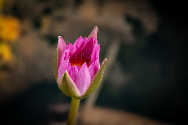 Piękny waterlily lub lotosowy kwiat w stawie.