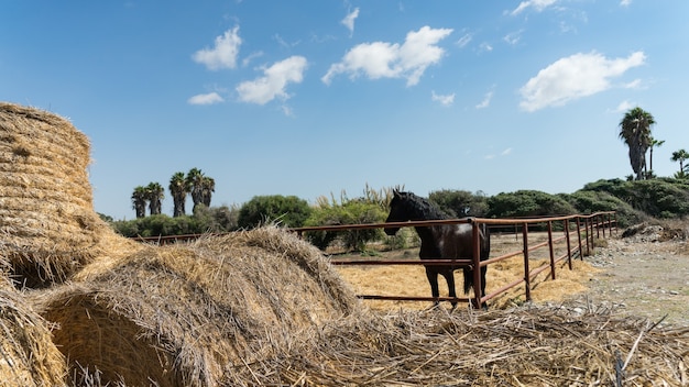 Piękny wdzięczny czarny koń na farmie Cypru 2020