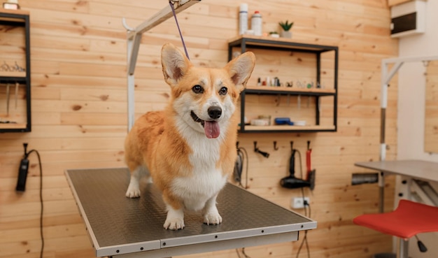 Piękny Welsh Corgi Pembroke Dog na stole do pielęgnacji czeka na strzyżenie od profesjonalnego groomera