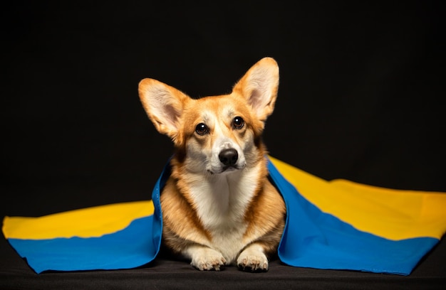 Piękny welsh corgi pembroke z flagą Ukrainy na czarnym tle Patriotyczny pies ukraiński Pokojowy protest przeciwko wojnie