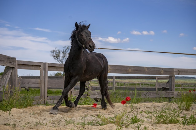 Piękny widok czarnego biegnącego konia na drewnianym ogrodzonym terenie na tle błękitnego nieba