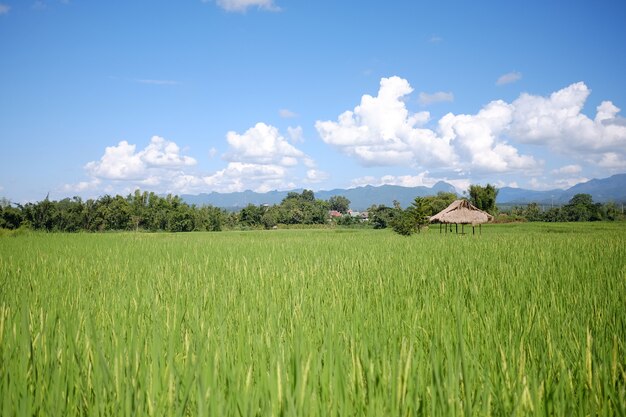 Piękny widok krajobraz tarasy ryżowe i domek.