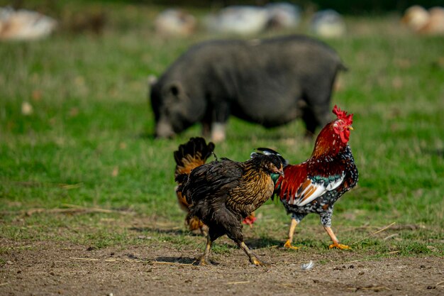 Piękny widok kury i koguta spacerujących razem w gospodarstwie ze świnią w tle