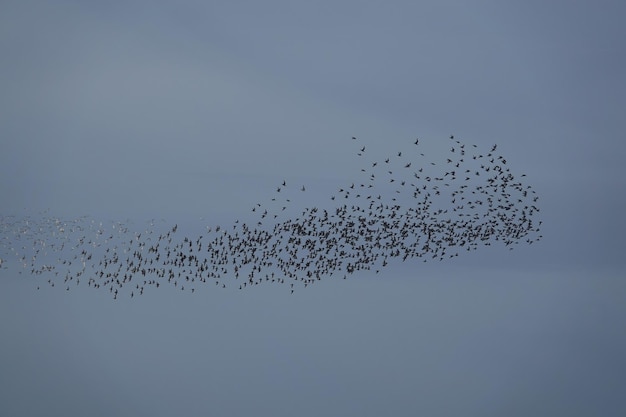 Piękny widok mruczącego związku ptaków brodzących na szarym niebie