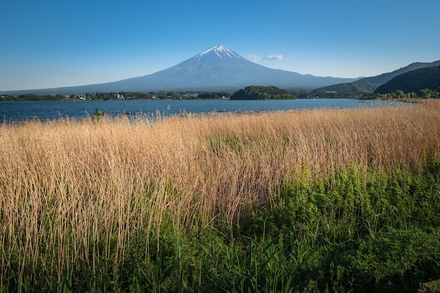 Piękny Widok Mt Fuji Z śniegiem, Niebieskim Niebem I świeżą Trawą W Lecie Przy Kawaguchiko Jeziorem