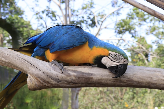 Piękny widok na Bird Park znajdujący się na Bali w Indonezji