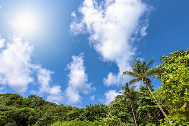 Piękny Widok Na Błękitne Niebo Chmury I Słońce Latem Nad Palmą Na Plaży Na Tle Wyspy Koh Similan W Mu Ko Similan National Park, Prowincja Phang Nga, Tajlandia