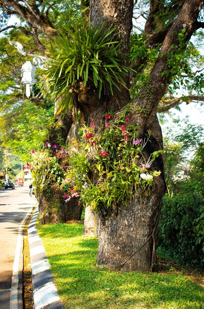 Piękny widok na centrum Chiang Rai w Tajlandii