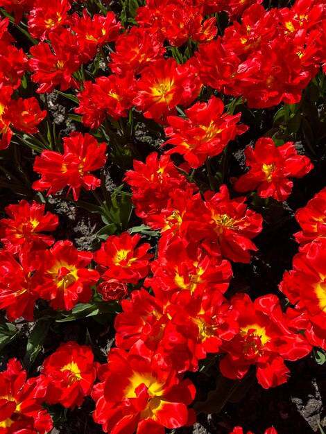 Piękny widok na czerwone tulipany w parku Zbliżenie Lokalizacja pionowo