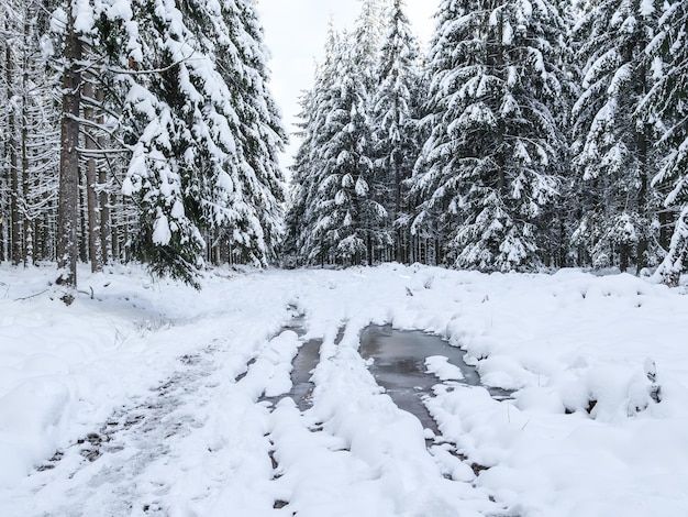 Piękny widok na drogę w zimowym lesie